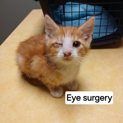 Winky- kitten eye issue.  FHAA is paying for treatment & surgery if needed.  Special needs rescue.