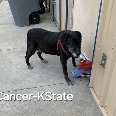 Millie a senior lab with Cancer. FHAA transported to KState & paid for treatment.